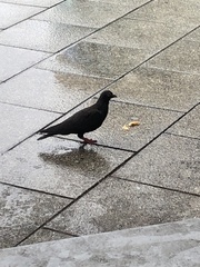 Columba livia domestica