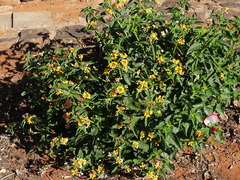 Lantana camara