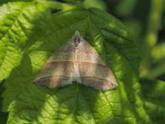 Colobochyla salicalis