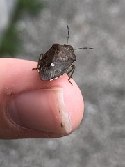 Holcostethus limbolarius