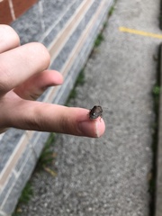 Holcostethus limbolarius