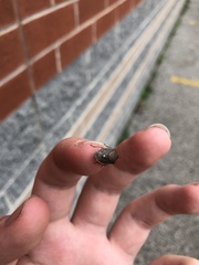 Holcostethus limbolarius