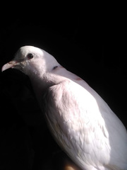 Streptopelia decaocto
