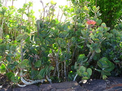 Cotyledon orbiculata