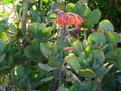 Cotyledon orbiculata