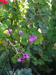 Pelargonium