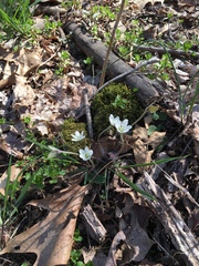 Hepatica americana