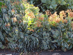 Crassula
