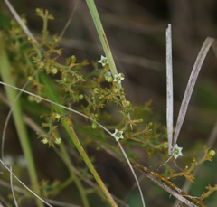 Thesium divaricatum