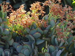 Crassula