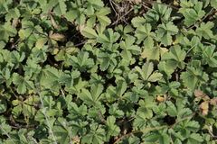 Potentilla cinerea