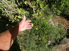 Bulbine