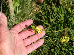 Bulbine