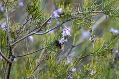 Campylanthus salsoloides