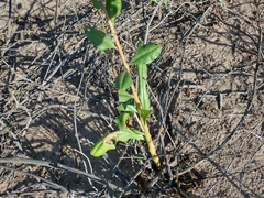 Talinum fruticosum
