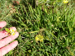 Bulbine