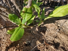 Talinum fruticosum