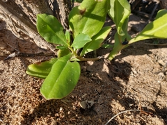 Talinum fruticosum