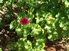 Pelargonium