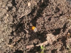 Cryptocephalus guttulatus