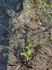 Talinum fruticosum