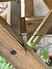 Tetragnatha mandibulata