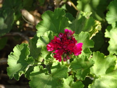 Pelargonium