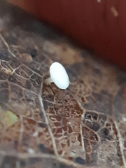 Hymenoscyphus immutabilis