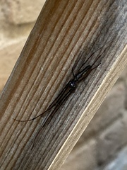 Tetragnatha mandibulata