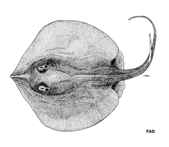 New Ireland Stingaree photo 1