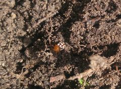 Cryptocephalus guttulatus