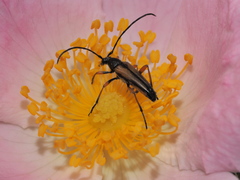 Stenurella jaegeri