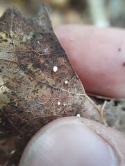 Hymenoscyphus immutabilis