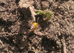 Cryptocephalus guttulatus