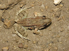 Leptodactylus fragilis