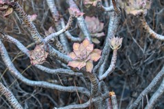 Aeonium percarneum