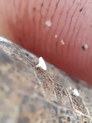 Hymenoscyphus immutabilis