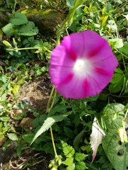 Ipomoea orizabensis