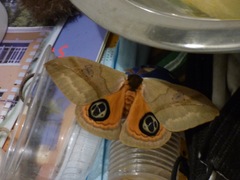 Automeris liberia