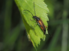 Stenurella jaegeri