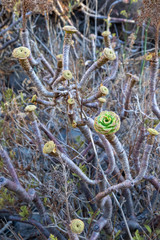 Aeonium arboreum arboreum