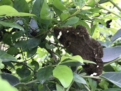 Erebus hieroglyphica