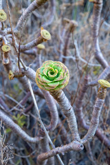 Aeonium arboreum arboreum