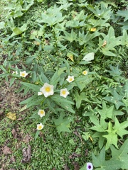 Angiospermae