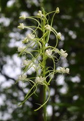 Habenaria commelinifolia