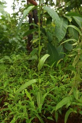 Habenaria commelinifolia