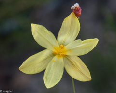 Bobartia filiformis