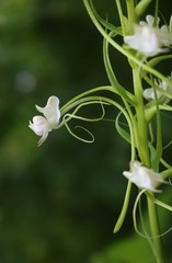 Habenaria commelinifolia