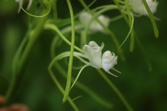 Habenaria commelinifolia
