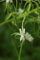 Habenaria commelinifolia